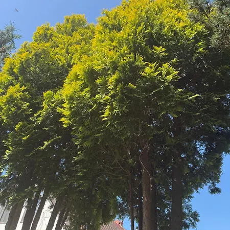 公寓 Kociewie Pomorze Gdanskie